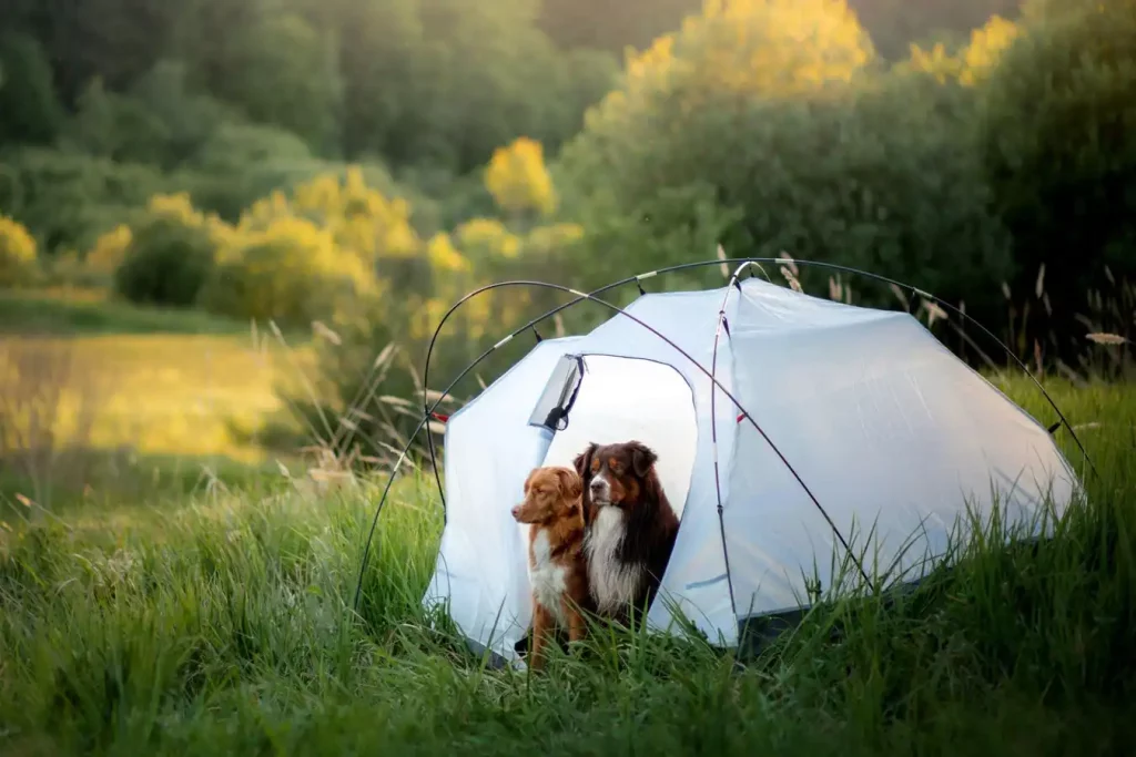 Dogs Camping with Tent
