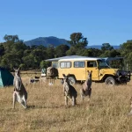 About Keep Animals Away From Campsite