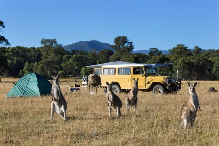 About Keep Animals Away From Campsite