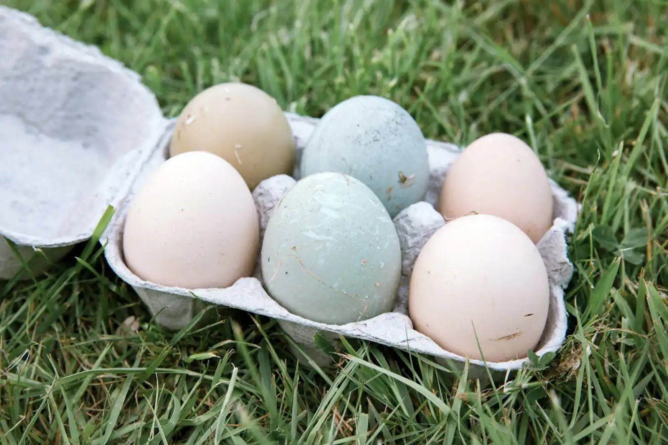 Learn How to Keep Eggs Cold While Camping